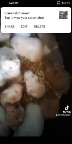 hamster