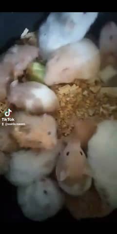 hamsters