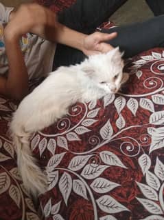 cat female. Persian cat female for sale