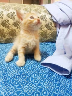 Persian Kitten Triple Coated Healthy & Active