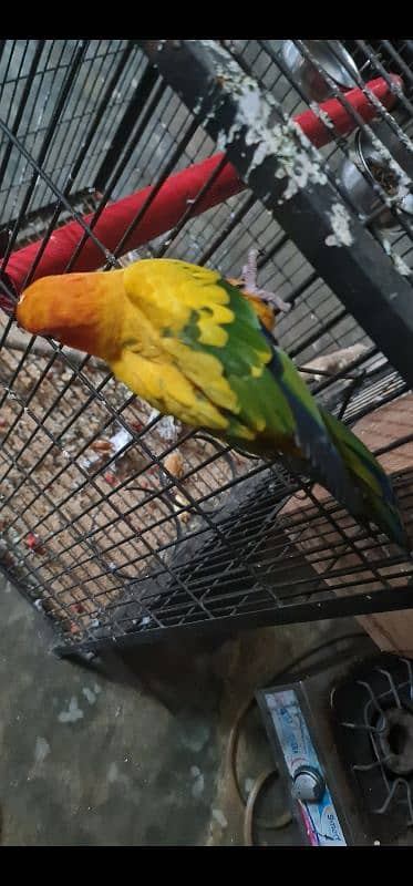 Sun Conure/Sun parakeet Pair 1