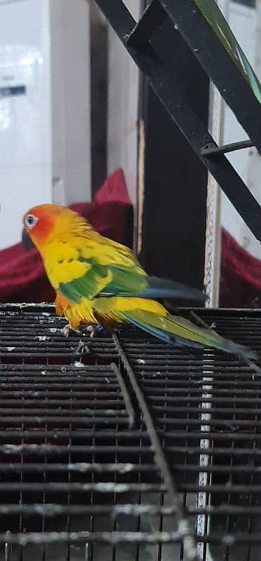 Sun Conure/Sun parakeet Pair 2