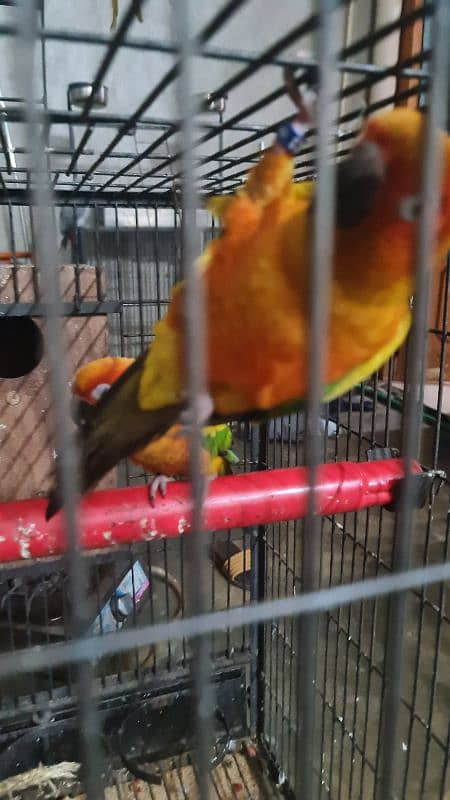 Sun Conure/Sun parakeet Pair 6