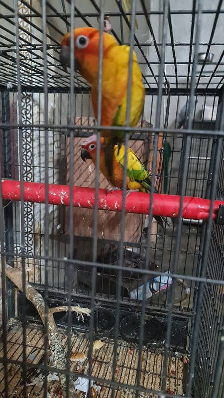 Sun Conure/Sun parakeet Pair 7