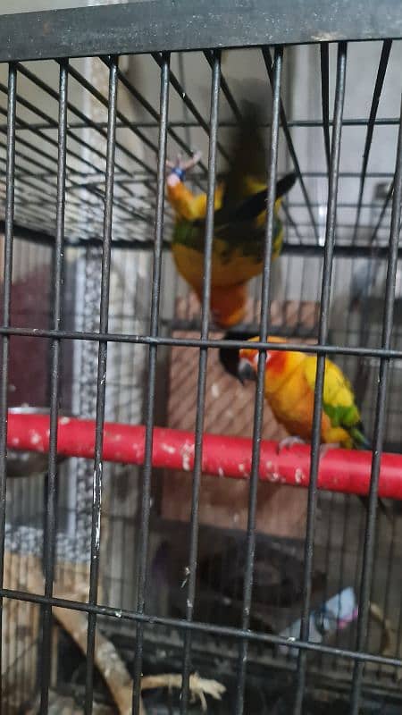 Sun Conure/Sun parakeet Pair 8