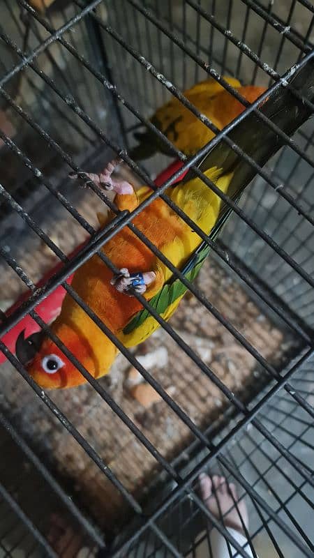 Sun Conure/Sun parakeet Pair 11