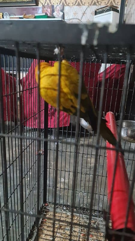 Sun Conure/Sun parakeet Pair 12