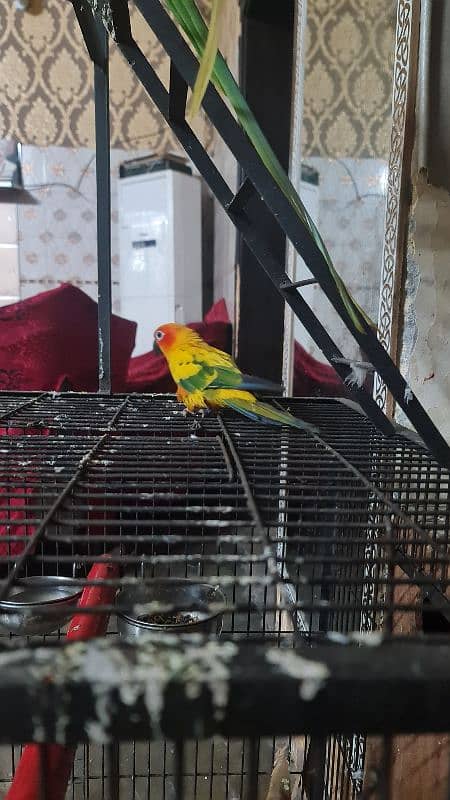 Sun Conure/Sun parakeet Pair 14