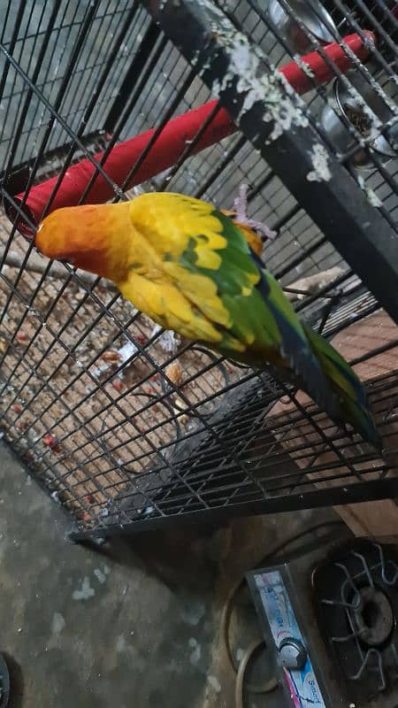 Sun Conure/Sun parakeet Pair 15