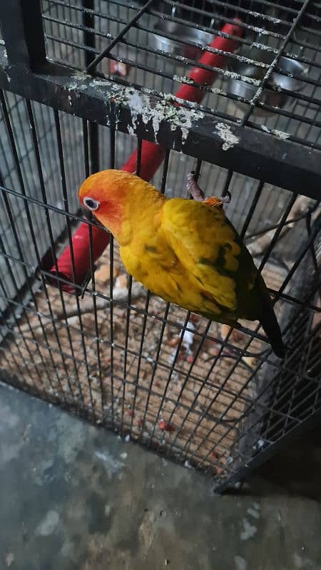 Sun Conure/Sun parakeet Pair 16