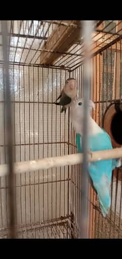 parblue split ino lovebird pair for sale