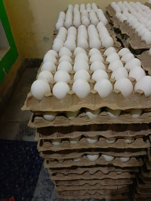 fresh eggs 0