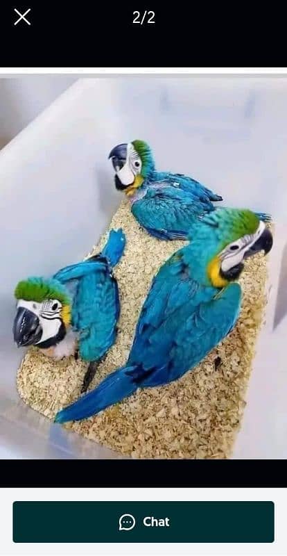 blue macaw parrot chicks for sale 0330=7629=890 1