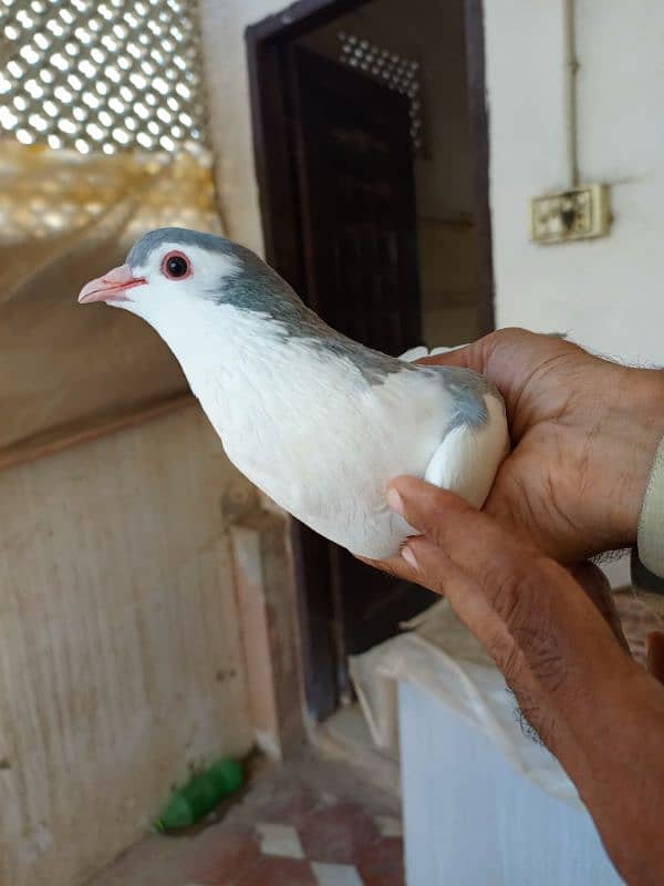 sherazi breeder pair 2