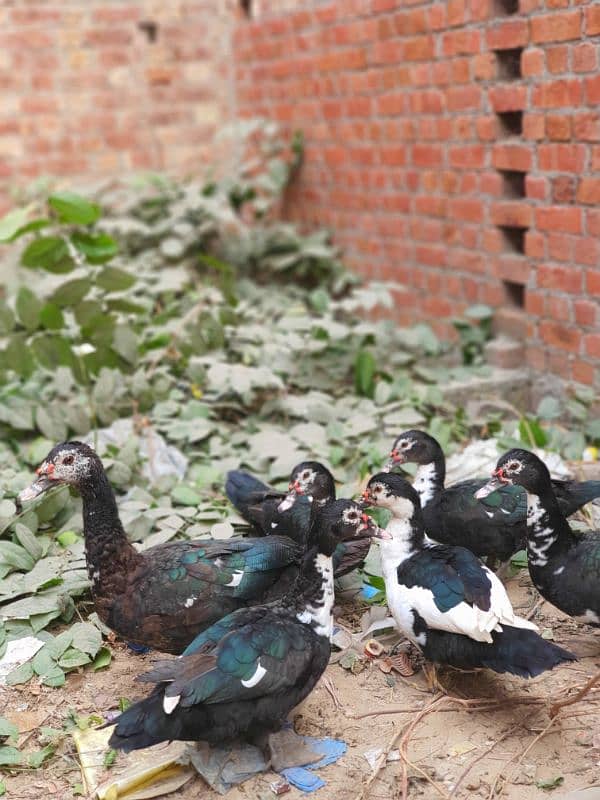 Muscovy ducks 0