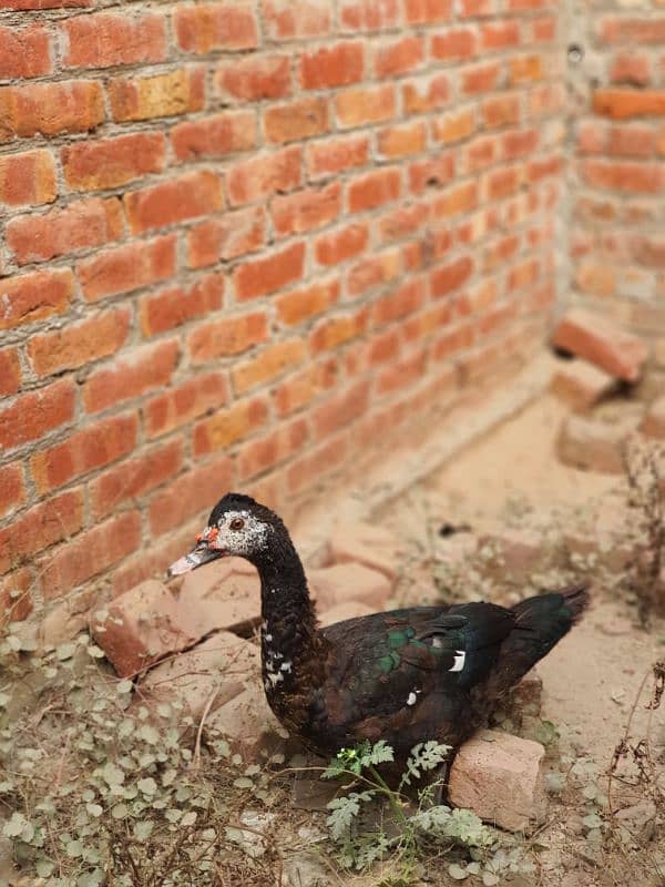 Muscovy ducks 1