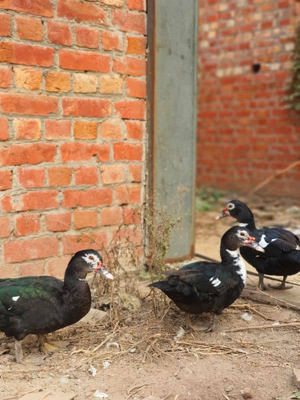 Muscovy ducks 2