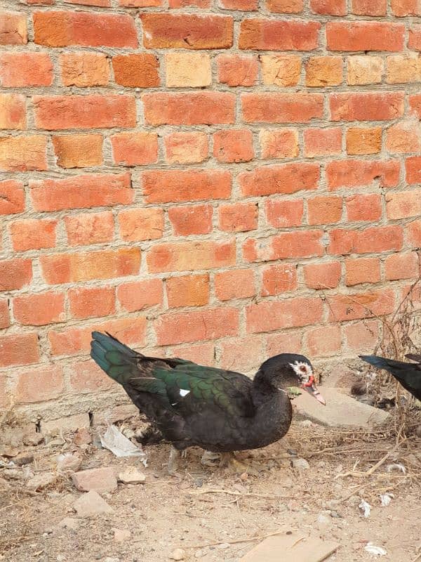 Muscovy ducks 3