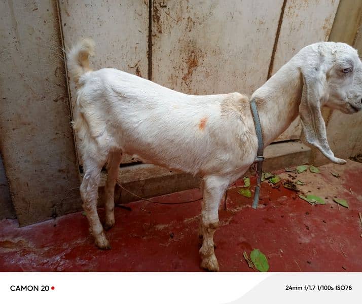 white goat 3