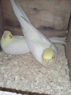 2 Breeder Pair Cocktails For sale