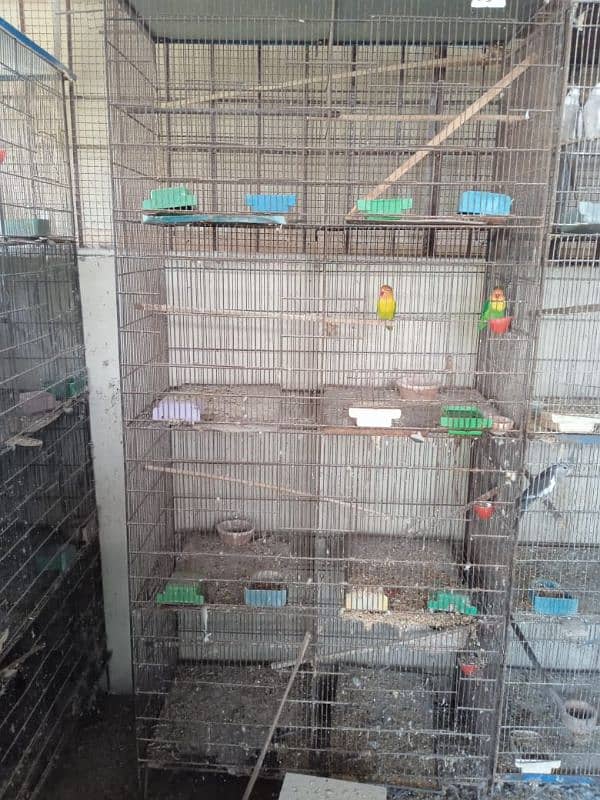 cages for sale 2