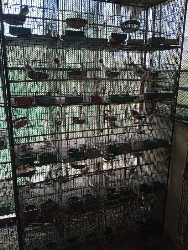 cages for sale 4