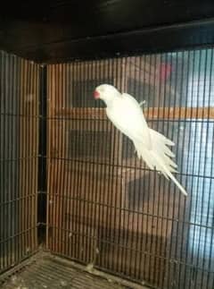 White Ringneck Female