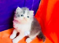 Bombastic Persian Bi-color Kitten