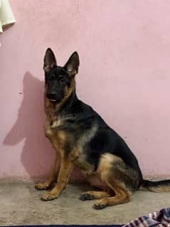 German shepherd female