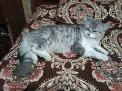 10 months Persian double coat Female cat