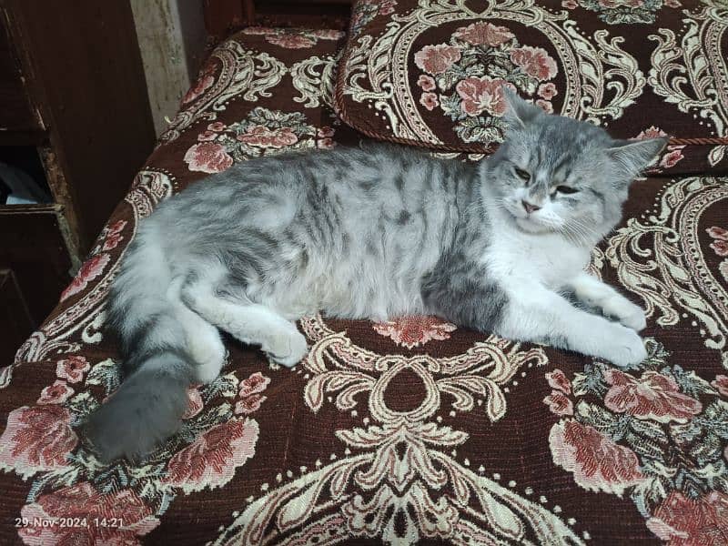 10 months Persian double coat Female cat and yellow male triple coat 0