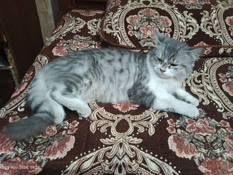 10 months Persian double coat Female cat and yellow male triple coat 1