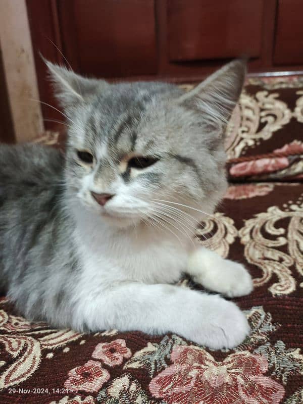 10 months Persian double coat Female cat and yellow male triple coat 2