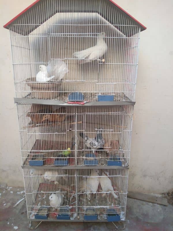 cage with pigen 0