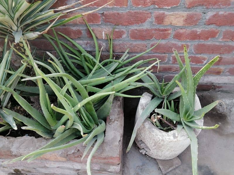 Aloe Vera Plants 0