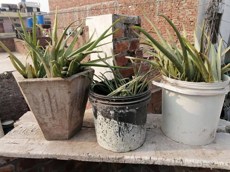 Aloe Vera Plants 1