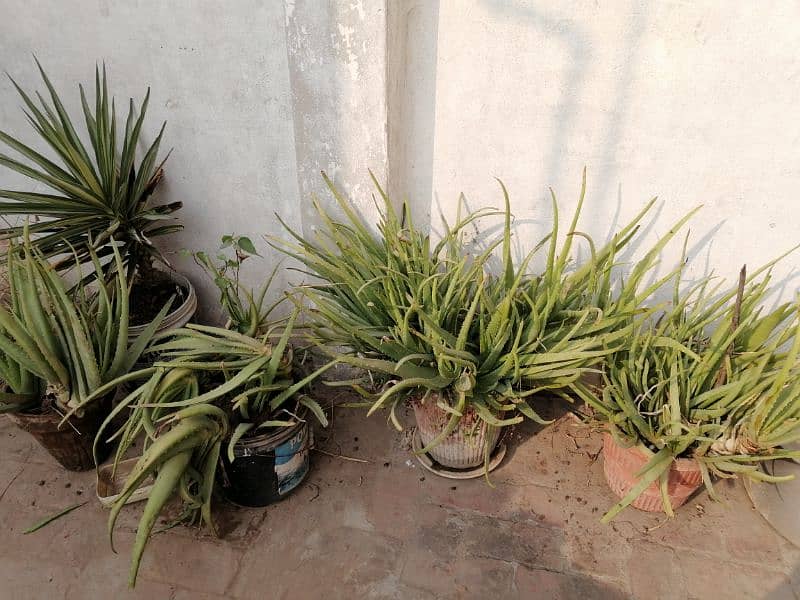 Aloe Vera Plants 2