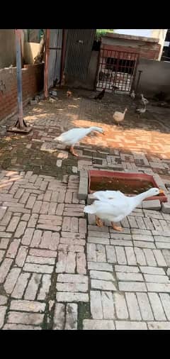 ducks