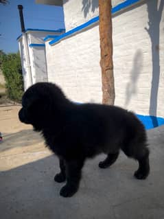 Longcoat Black shepherd Female Pup