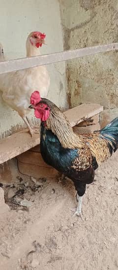 beautiful for sale hen 03117456521