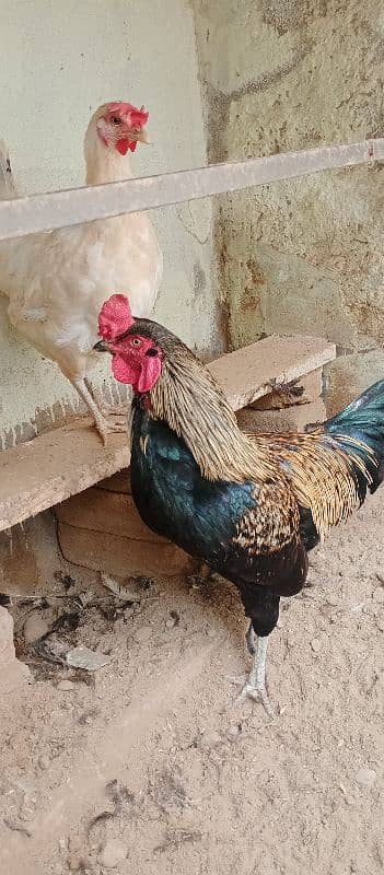 beautiful for sale hen 03117456521 0