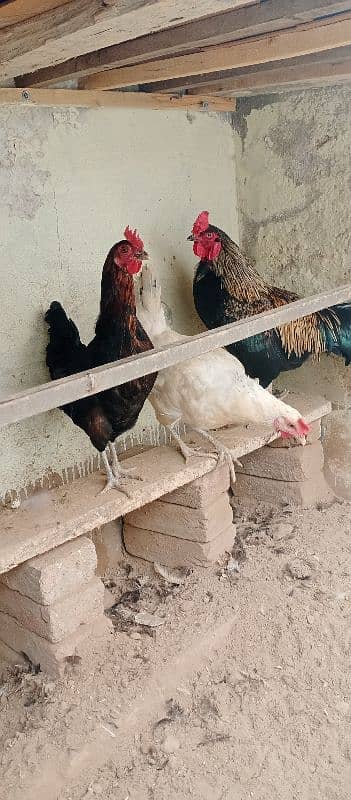 beautiful for sale hen 03117456521 1