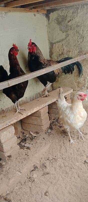 beautiful for sale hen 03117456521 2