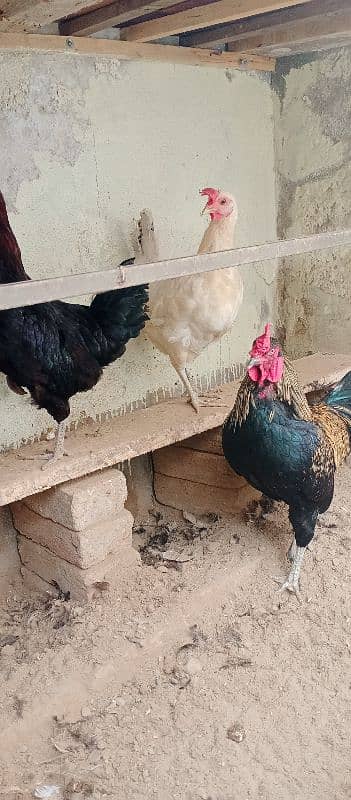 beautiful for sale hen 03117456521 3