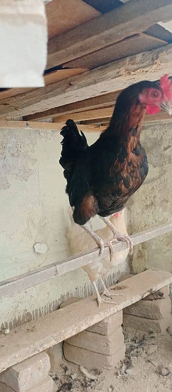 beautiful for sale hen 03117456521 4