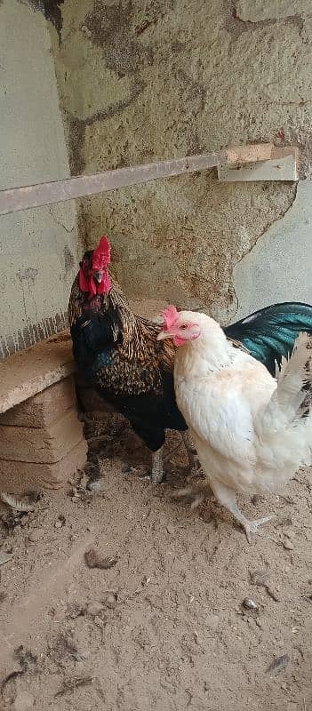 beautiful for sale hen 03117456521 5