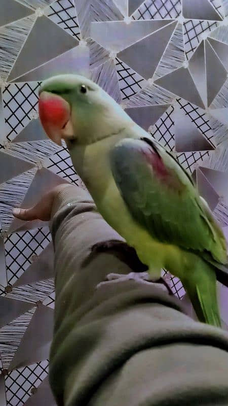 hand tame raw parrot 0.3. 2.4.4.1. 4.4. 7.9. 7 3