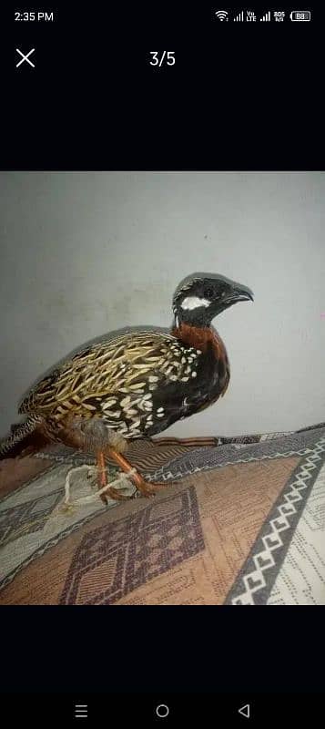 bird for sale 2