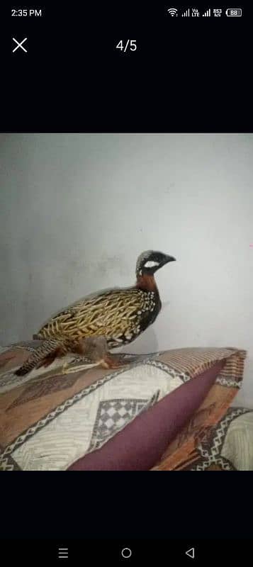 bird for sale 3