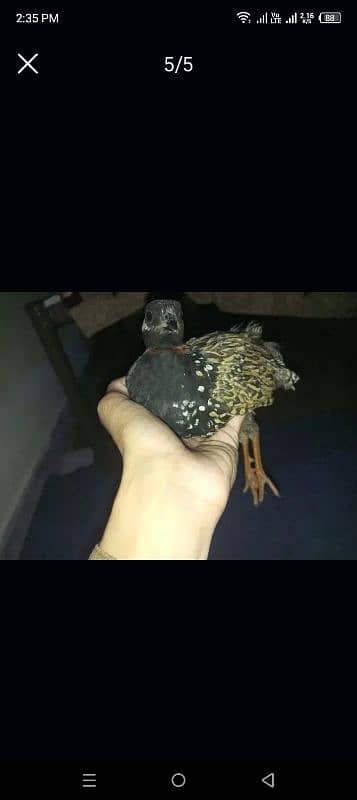 bird for sale 4